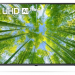 43" Телевизор LG 43UQ80006LB HDR, LED, серый