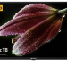 Телевизор BAFF 43Y FHD-R SMART TV